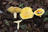 Floccularia luteovirens image