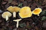 Floccularia luteovirens image