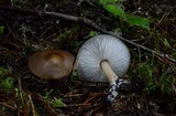 Rhodocollybia butyracea image