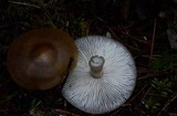 Rhodocollybia butyracea image