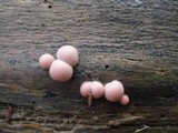 Lycogala epidendrum image