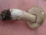 Leccinum holopus image