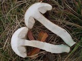 Leccinum holopus image
