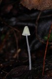 Mycena chloroxantha image