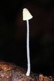 Mycena chloroxantha image