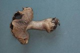 Tricholoma atroviolaceum image