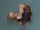 Tricholoma atroviolaceum image