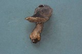 Tricholoma atroviolaceum image