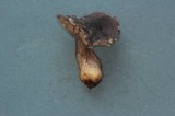 Tricholoma atroviolaceum image
