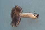 Tricholoma atroviolaceum image