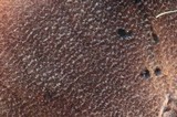Tricholoma atroviolaceum image