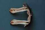 Tricholoma atroviolaceum image