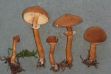 Cystoderma fallax image