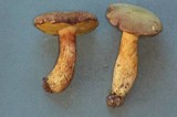 Boletus subtomentosus image