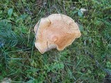 Lactarius zonarioides image