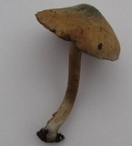 Inocybe corydalina image