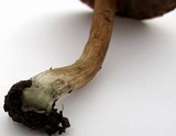 Inocybe corydalina image