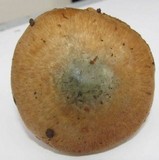 Inocybe corydalina image