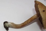 Inocybe corydalina image