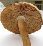 Inocybe corydalina image