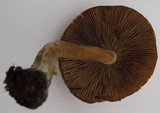 Inocybe corydalina image