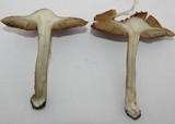 Inocybe corydalina image