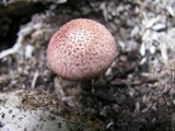 Gymnopilus braendlei image