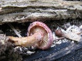 Gymnopilus braendlei image