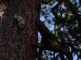 Fomitopsis officinalis image