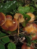 Conocybe rugosa image