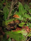 Conocybe rugosa image