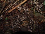 Thelephora palmata image