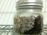 Psilocybe pseudoaztecorum image
