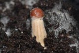 Psilocybe pseudoaztecorum image