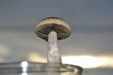 Psilocybe pseudoaztecorum image