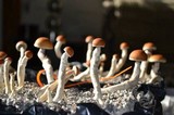 Psilocybe pseudoaztecorum image