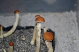 Psilocybe pseudoaztecorum image