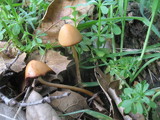 Psathyrella corrugis image