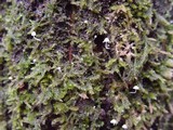Mycena corynephora image