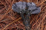 Phellodon niger image