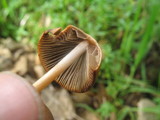 Psathyrella corrugis image