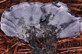 Phellodon niger image