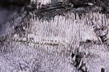 Phellodon niger image