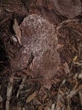 Fuligo septica image