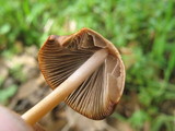 Psathyrella corrugis image