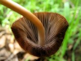 Psathyrella corrugis image