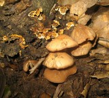Psathyrella piluliformis image