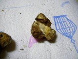Cortinarius pinguis image