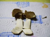 Cortinarius pinguis image