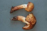 Russula laurocerasi image